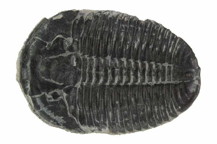 Elrathia Trilobite Fossil - Wheeler Shale, Utah #97151